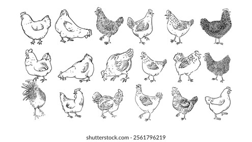 Set of chicken, hen, rooster outline sketch hand drawn isolated on white background illustration. Birds poultry farm animal collection on vintage style.