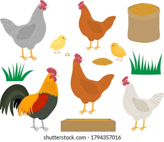 Set chicken rooster chicks feed grass vector illustration