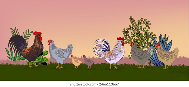 Set of chicken, rooster, hen, poultry farm animal set collection hand drawn vector illustration. Livestock pet domestic animal.
