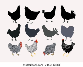 Set of chicken, rooster, hen, poultry farm animal set collection hand drawn vector illustration. Livestock pet domestic animal.