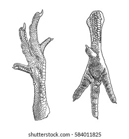 Set of chicken, rooster, turkey feet. Hand drawing engraving style. Domestic farm bird or hen legs for cooking. Vector.