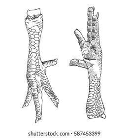 Set Of Chicken, Rooster, Turkey Feet. Hand Drawing Engraving Style. Domestic Farm Bird Or Hen Legs For Cooking. Vector.