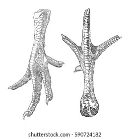 Chicken Feet Stock Images, Royalty-Free Images & Vectors | Shutterstock