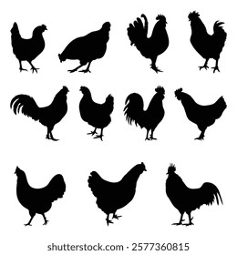 set of chicken silhouettes. Chicken black silhouette. silhouette vector of chicken.