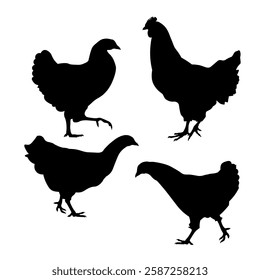 Set of chicken silhouettes. Rooster and hens. Collection of icon poultry in different poses. Vector illustration isolated on a white background