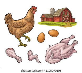 Set chicken. Whole hat, leg, wing, egg and farm. Vintage color vector engraving illustration for poster and label. Isolated on white background.