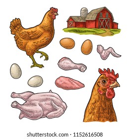 Set chicken. Whole hat, leg, wing, egg and farm. Vintage color vector engraving illustration for poster and label. Isolated on white background.