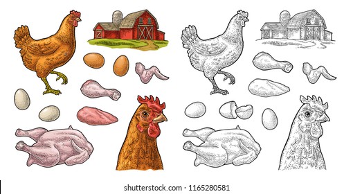 Set chicken. Whole hat, leg, wing, egg and farm. Vintage color vector engraving illustration for poster and label. Isolated on white background.
