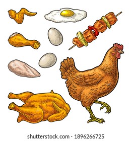 Set chicken. Whole roasted and live hen, leg, wing, omelet, egg. Vintage color vector engraving illustration. Isolated on white background. Hand drawn design element for label and poster