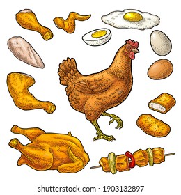 Set chicken. Whole roasted and live hen, leg, wing, omelet, nugget, drumstick, egg. Vintage color vector engraving illustration. Isolated on white. Hand drawn design element for label and poster