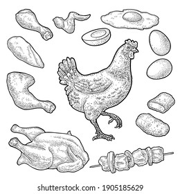 Set chicken. Whole roasted and live hen, leg, wing, omelet, nugget, drumstick, egg. Vintage color vector engraving illustration. Isolated on white. Hand drawn design element for label and poster