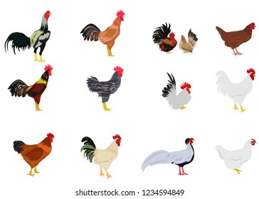 set of chickens on white background