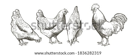 Set of chickens and rooster. Decorative bird hen silhouette pattern realistic engrave. Farm animal logo. Vector illustration of a poultry  in vintage style