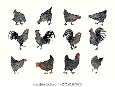 Conjunto de pollos, gallo, gallina, dibujo de la línea de Ilustración vectorial de arte. Carácter dibujado a mano de la granja de aves de corral aislado sobre fondo blanco.