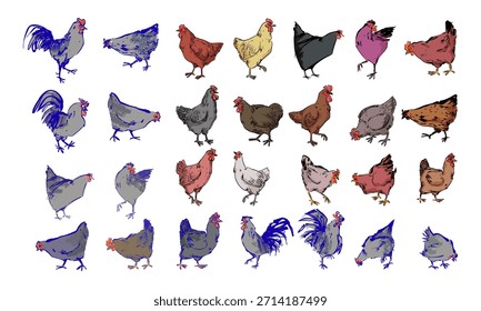 Conjunto de pollos, gallo, gallina, dibujo de la línea de Ilustración vectorial de arte. Carácter dibujado a mano de la granja de aves de corral aislado sobre fondo blanco.