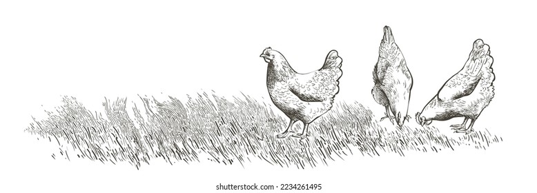 Set of chickens and rooster on the farm field grass. Decorative bird hen silhouette pattern realistic engrave. Farm animal logo. Vector illustration of a poultry in vintage style