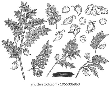 Set of chickpea plant branches and seeds engraving vector illustration isolated.