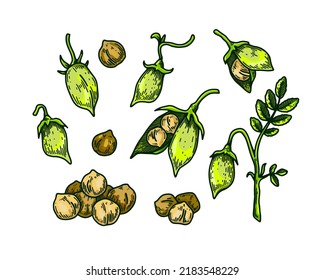 Set of chickpeas design elements. Hand drawn colorful botany collection. Vector illustration in sketch stile