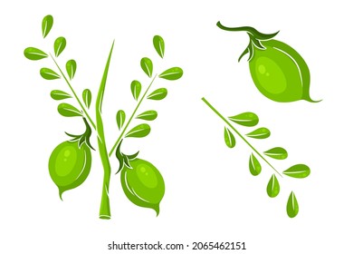 A set of chickpeas. Fresh chickpeas on a twig with leaves. In a cartoon style. Vector illustration for design and decoration.
