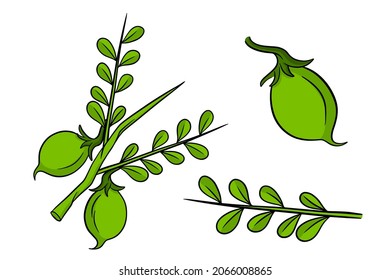 A set of chickpeas. Fresh chickpeas on a twig with leaves. In a cartoon style. Vector illustration for design and decoration.