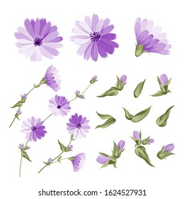 Set of chicory flowers elements. Botanical illustration of endive. Collection of chicory. Blue cichorium flowers isolated on white background. Vector illustration.