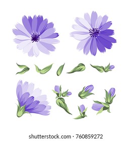 Set of chicory flowers elements. Botanical illustration. Collection of chicory on a white background. Blue chicory flowers isolated on white background. Vector illustration.