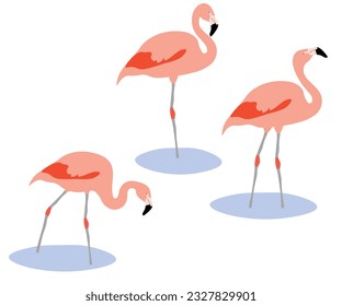 Juego de pájaro flamingo chileno. Phoenicopterus chilensis aislado en el fondo blanco. Pájaro rosa parado y caminando en el agua. Ilustración vectorial.