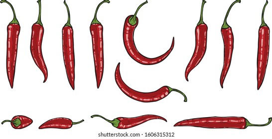 Set of Chilli peppers by hand drawing.Chilli peppers vector sketch on white background.Red Chilli art highly detailed in line art style.