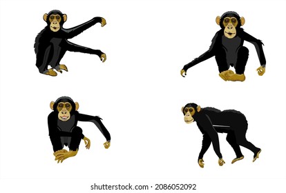 Set of chimpanzee apes in different poses, isolated on white vector