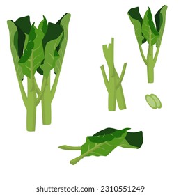 Set of Chinese broccoli isolated on white background. vector illustration.