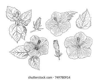 Set of Chinese Hibiscus or Hibiscus rosa-sinensis . Flower symbol of Hawaii.