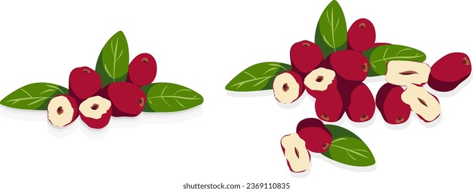 
Conjunto de jujugo chino aislado en fondo blanco, ilustración vectorial. Fruto de hierbas asiáticas de color rojo chino para saludable y hojas secas de jujube berry