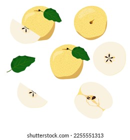 Set of chinese pear isolated on white background, vector illustration.