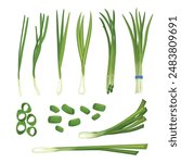 Set of chives set collection with slices green onion, verdure bunch. Chopped green chives, Green spring onion chopped chives, fresh cut green onion plant Healthy vegetarian food and spice. 