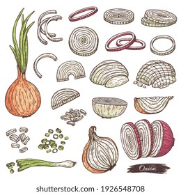 Set aus Zwiebelsymbolen. Scheiben aus gelbem, violettem und grünem rohen Gemüse, frische natürliche Nahrung für Vegetarier. Vektorgrafik - einzelne Illustrationen.