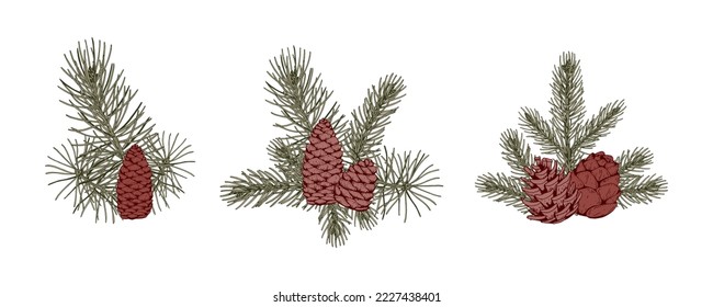Set of Christmas botany compositions with pine tree branches and cones. Vector illustration in sketch style isolated on white background
