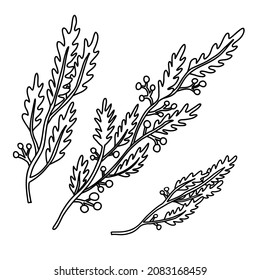 Set with  Christmas branches. Hand drawn vector illustration isolated on white. Great for xmas and New year greeting cards, posters.	