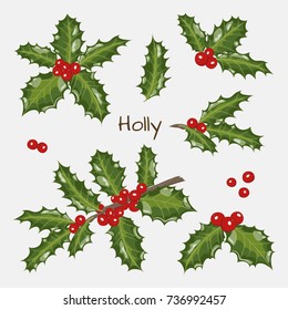 A set of Christmas branches, leaves and holly berries. Vector illustration.