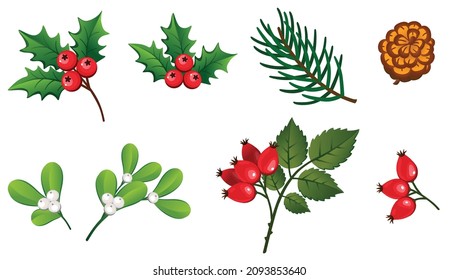 Set of Christmas decorations. Christmas plants: pine branch, pine cone, holly, mistletoe, red berries, rose hip. Vector illustration .