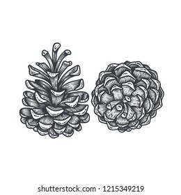 Set of Christmas hand drawn pine cones, engraved vector decor. Vintage sketch illustration isolated on white background for logo, greeting card, poster, holiday decor