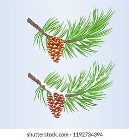 Set of Christmas and New Year decoration with  pine cones golden and snow pine cones vector
