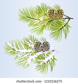 Set of Christmas and New Year decoration branches pine tree golden pine cone and snow pine cone  vintage vector illustration editable hand draw