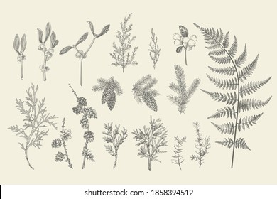 Set of Christmas plants. Vector botanical illustration in vintage style. Black and white.