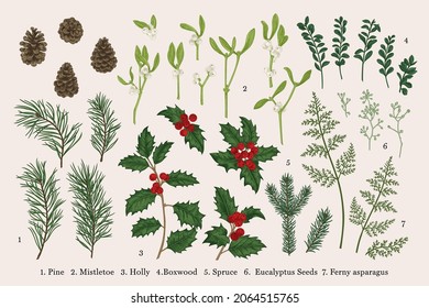 Set of Christmas plants. Vector botanical illustration. Spruce, sasna, holly, fern, eucalyptus seeds, boxwood. Colorful.