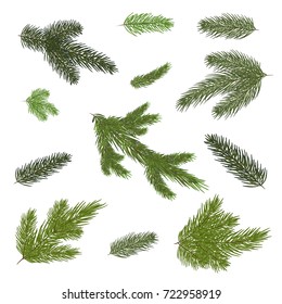 A set of Christmas tree branches for a Christmas decor. Branches close-up. Vector. Drawing. Nature details.