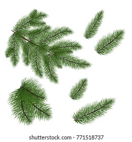  set of Christmas tree branches for a Christmas decor. Branches close-up. Vector. Drawing. Nature details.