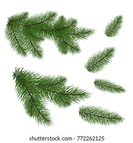  set of Christmas tree branches for a Christmas decor. Branches close-up. Vector. Drawing. Nature details.