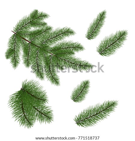 Set Of Christmas Tree Branches For A Decor Close Up Vector Set Of Christmas Tree Branches For A Decor Close Up Vector