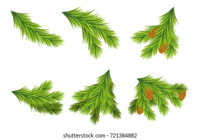 Set of Christmas tree branches for decorations. Vector illustrations on white background. Design elements for Christmas and New Year