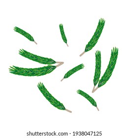 conjunto de ramas de árbol de Navidad, vector, ilustración de stock